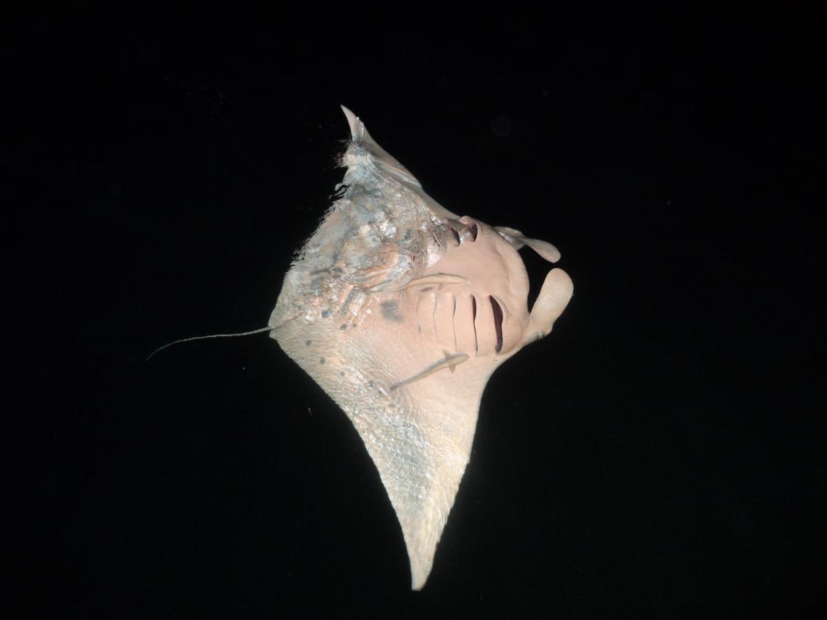 Leaf Fish Guesthouse Maldives Keyodhoo  Bagian luar foto